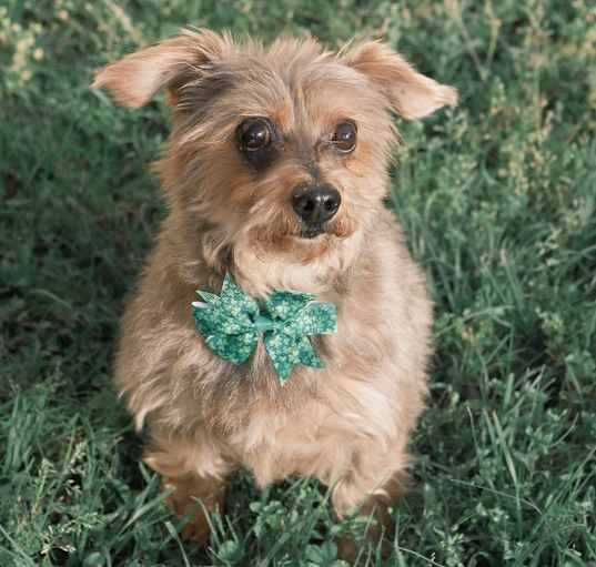 Photo of Foxy Bella 
