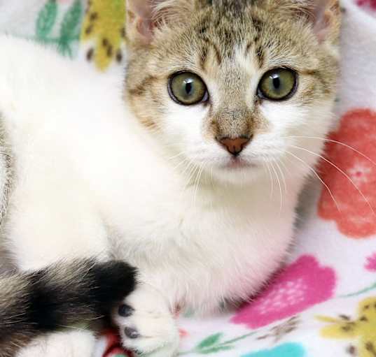 Photo of Callie