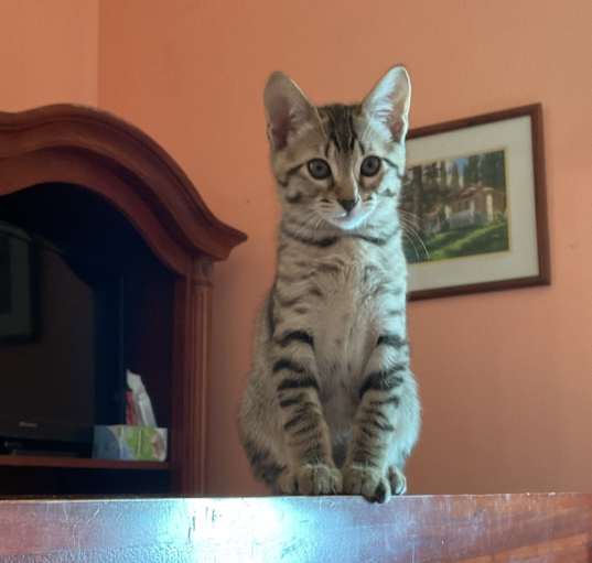 Photo of Kovu