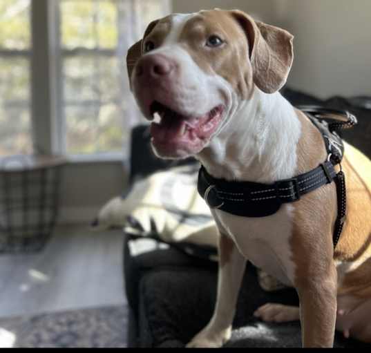 Photo of Nola