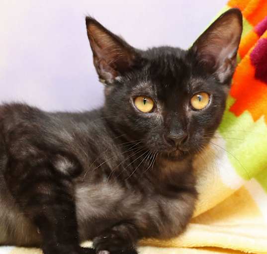 Photo of Cleo
