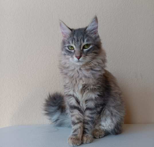 Photo of Coon