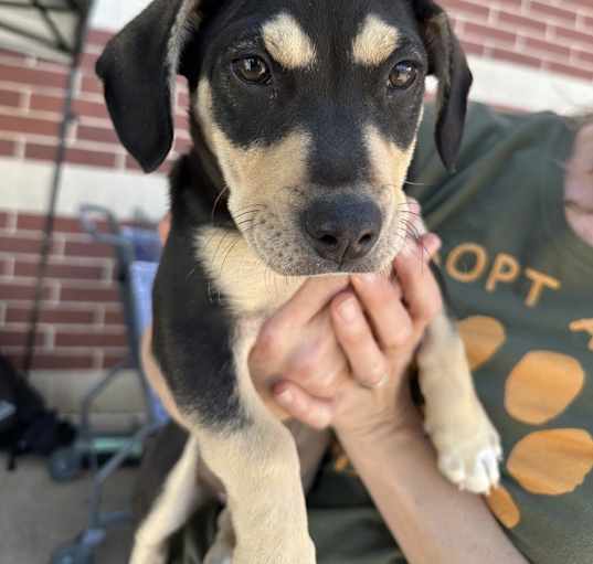 Photo of Lily Easter Litter