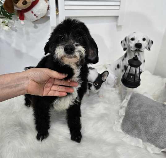 Photo of Rocky