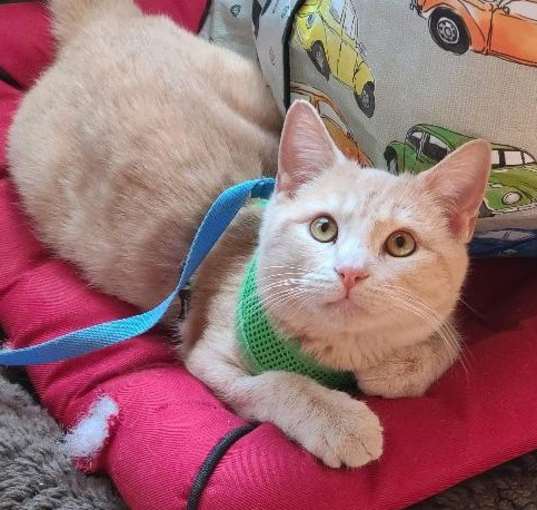 Photo of Mylo-Soft 'n Sweet