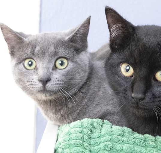 Photo of Flow and Lemur