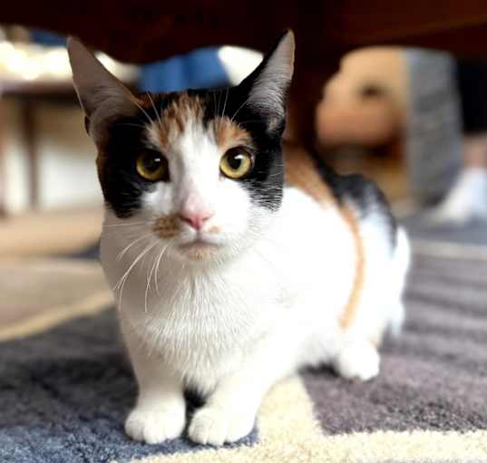 Photo of Candy
