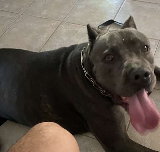 Photo of Bleu
