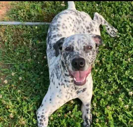 Photo of Dollie: 'My home to yours'  Not at shelter
