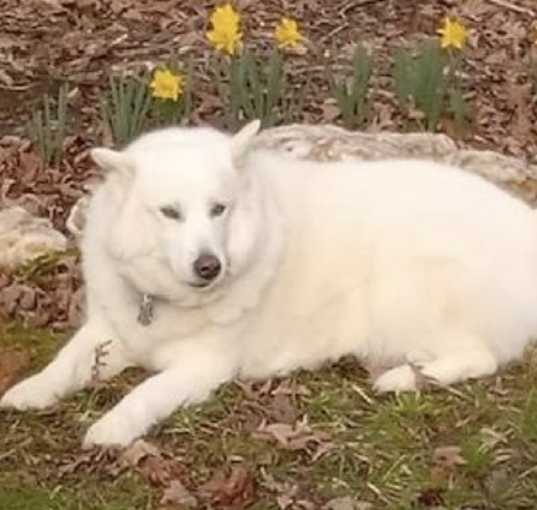 Photo of Angel