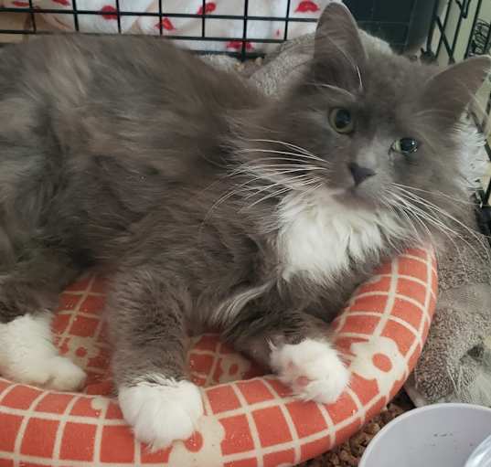 Photo of Merlin
