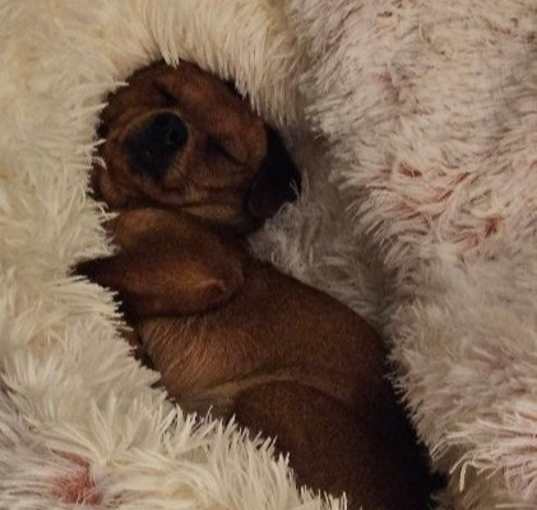 Photo of Bella