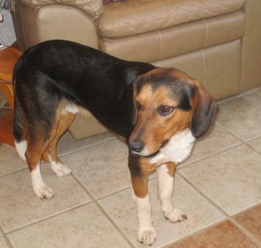 Photo of Buddy