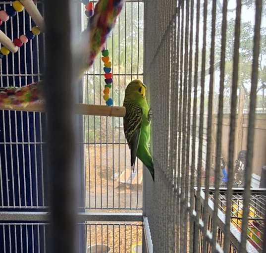 Photo of 4 Keets