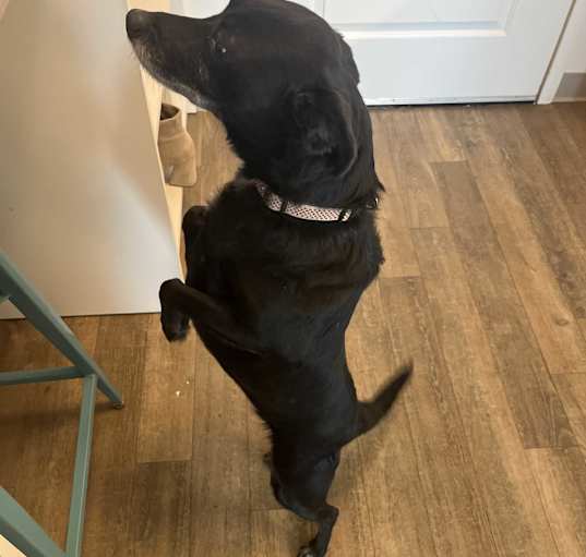 Photo of Peppa