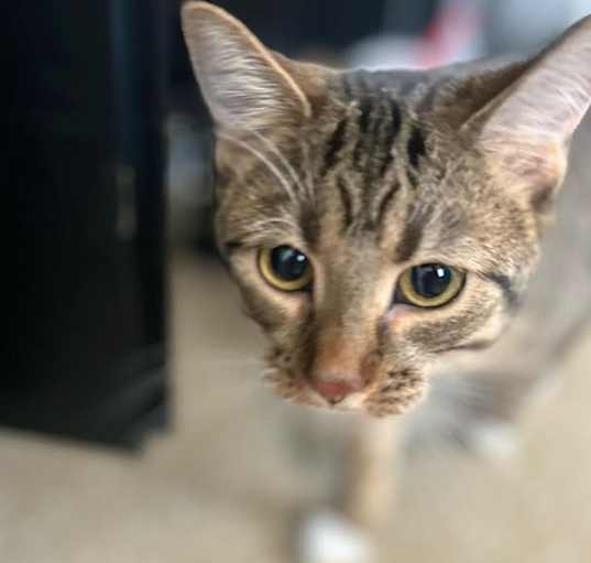 Photo of Loki