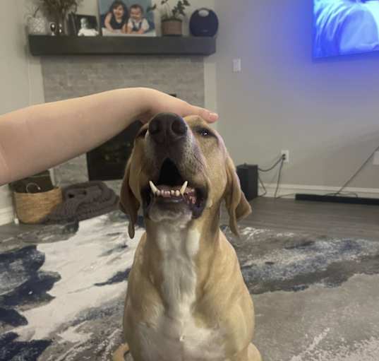 Photo of Axel