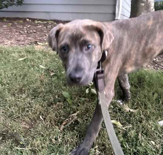 Photo of Baloo