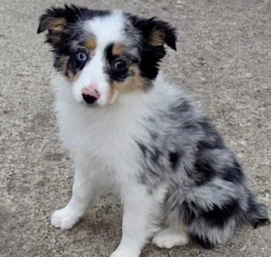 Photo of Kona