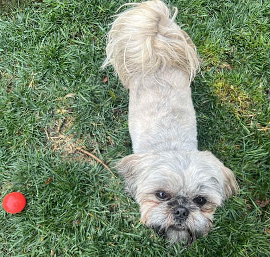 Photo of Roxy