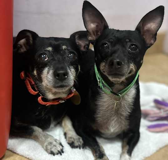 Photo of Olga and Mr. Oreo