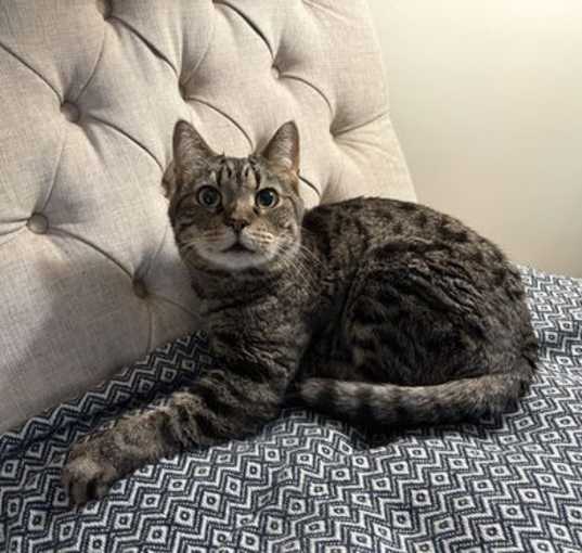 Photo of Sweet Pea