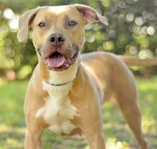 Photo of DORA
