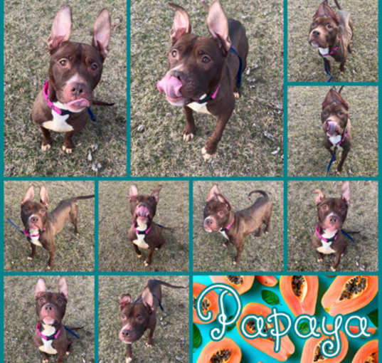 Photo of Papaya