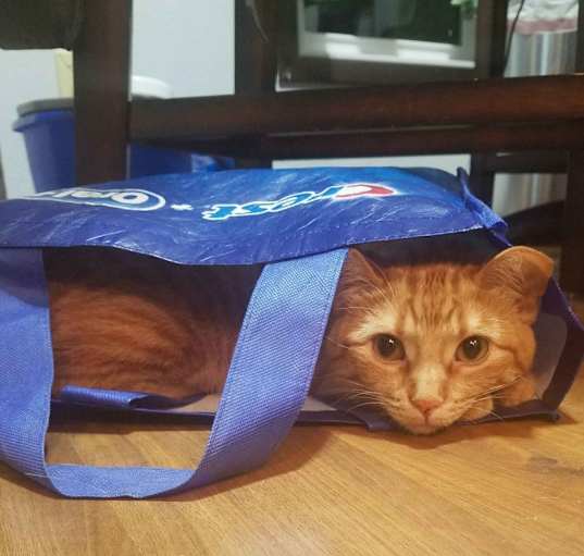 Photo of Cheeto