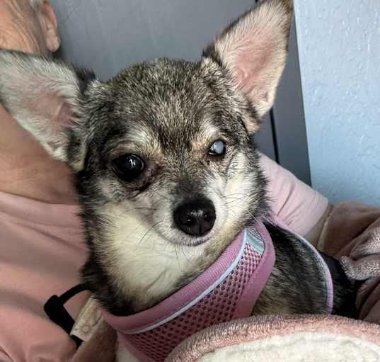 Photo of Prissy Cupid
