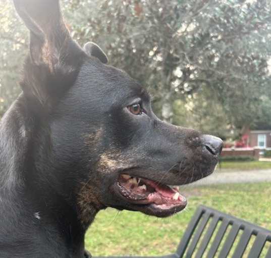 Photo of Joey