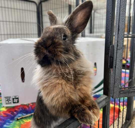 Photo of Priscilla