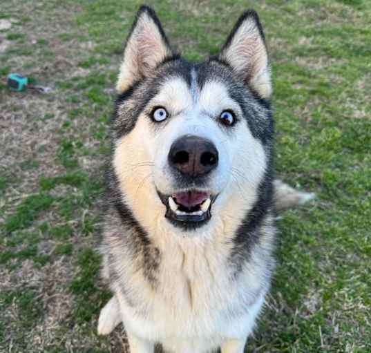 Photo of Sarge