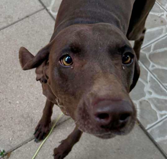 Photo of Nova