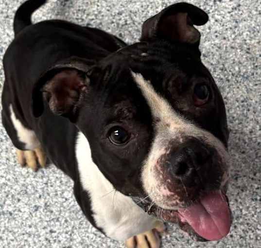 Photo of Roscoe
