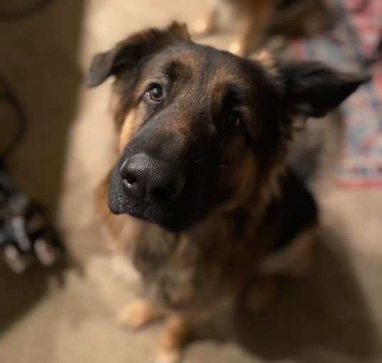 Photo of Bleu