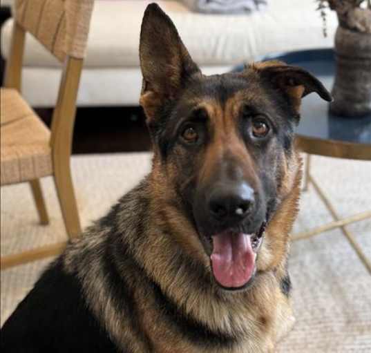 Photo of BLACKIE