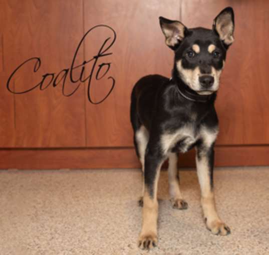 Photo of Coalito