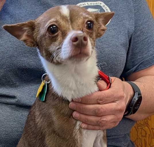 Photo of Ginger