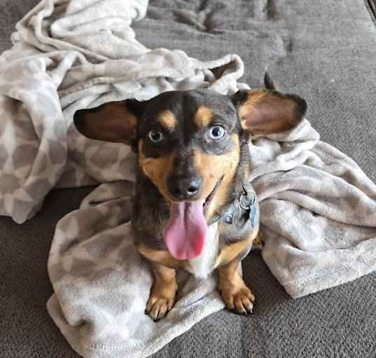Photo of Nacho