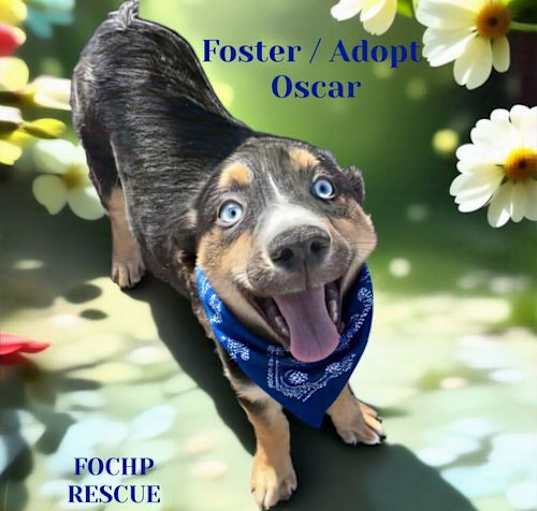 Photo of Oscar
