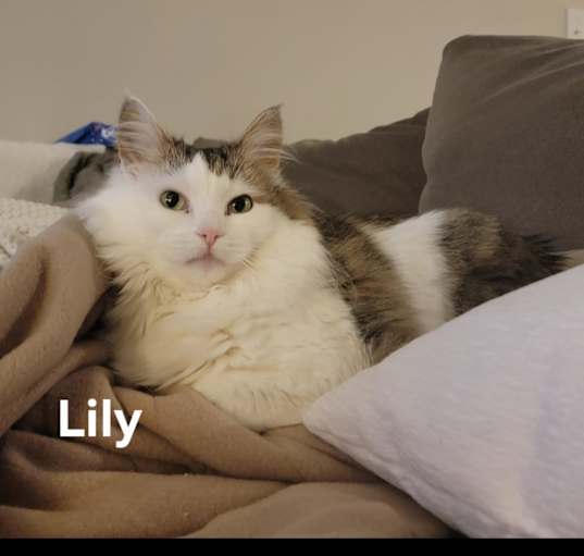Photo of Lily