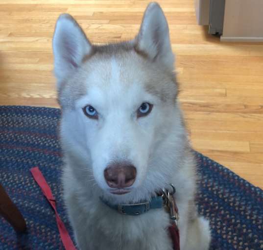 Photo of Tali