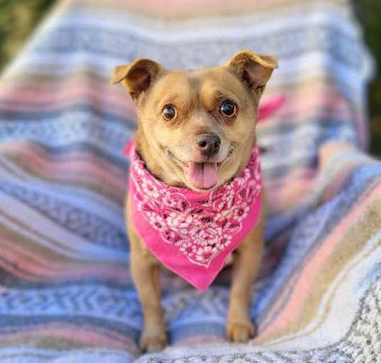 Photo of Tinker