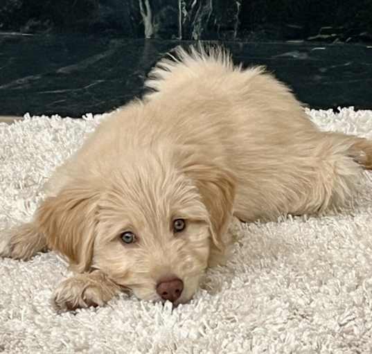 Photo of NIGEL