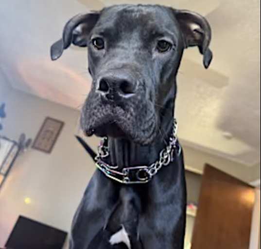 Photo of Draco