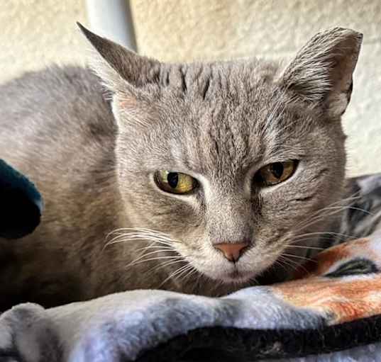 Photo of GRACIE