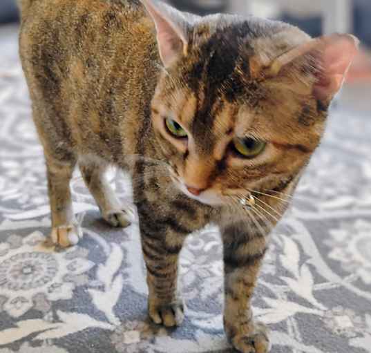 Photo of Tabitha (Tabby)