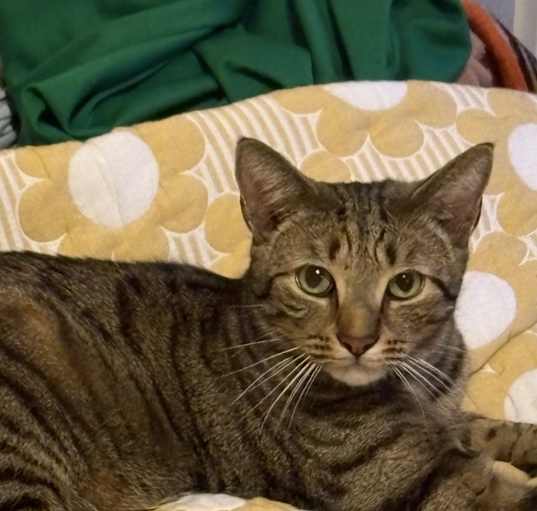 Photo of Leo