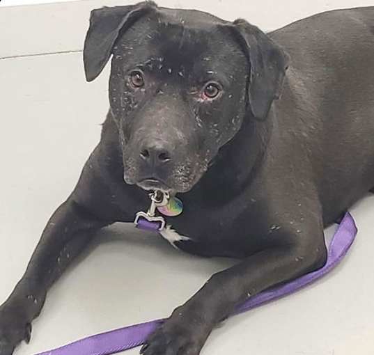 Photo of Stan (Bonded Pair with Happy)